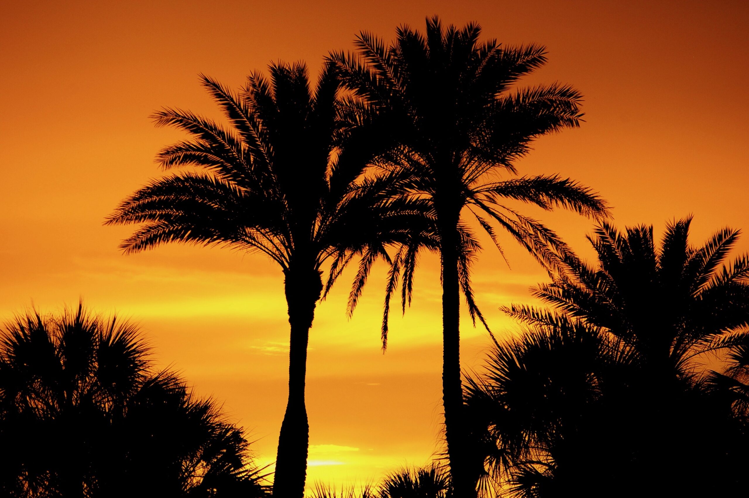 Silhouette photo of palm trees